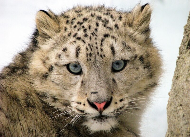 Snow Leopard Cub — White, Calm, Winter