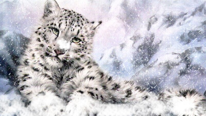 Snow Leopard Cub — White, Cold