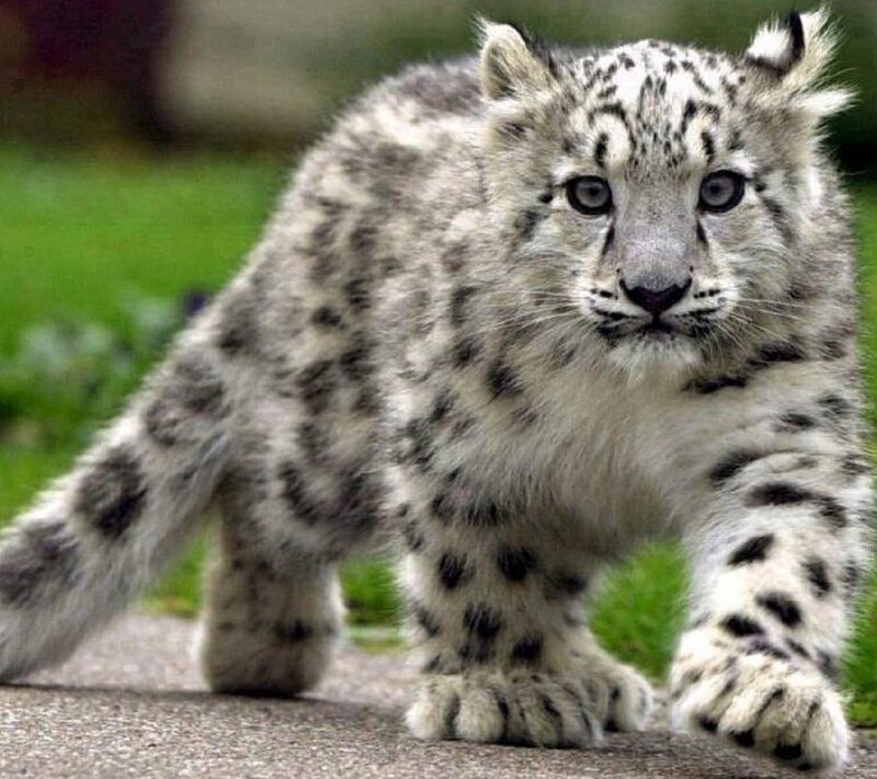 Snow Leopard Cub — White, Curious, Photograph, Grass, Pavement