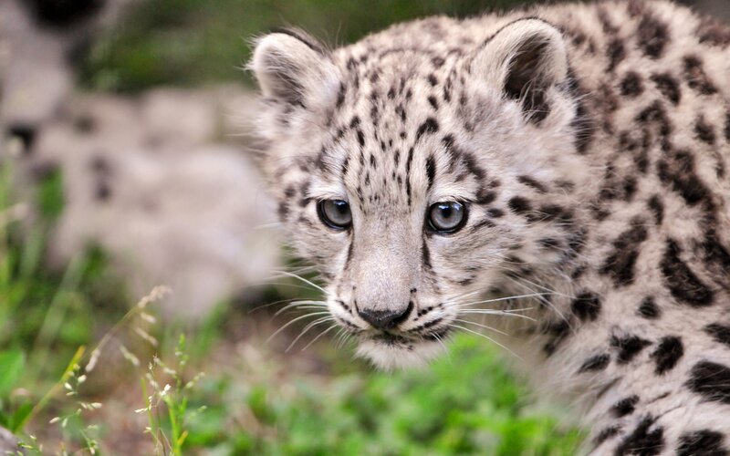 Snow Leopard Cub — White, Curious, Photograph, Grass, Rocks