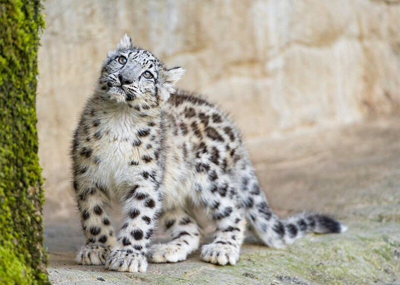 Snow Leopard Cub — White, Curious, Photograph, Mossy Tree Trunk