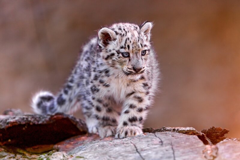 Snow Leopard Cub — White, Curious, Photograph, Rock