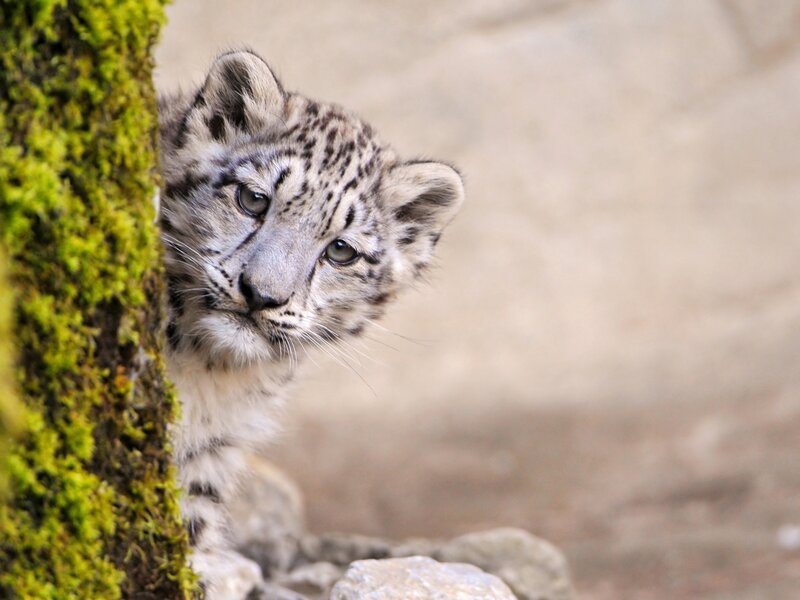 Snow Leopard Cub — White, Curious, Photograph