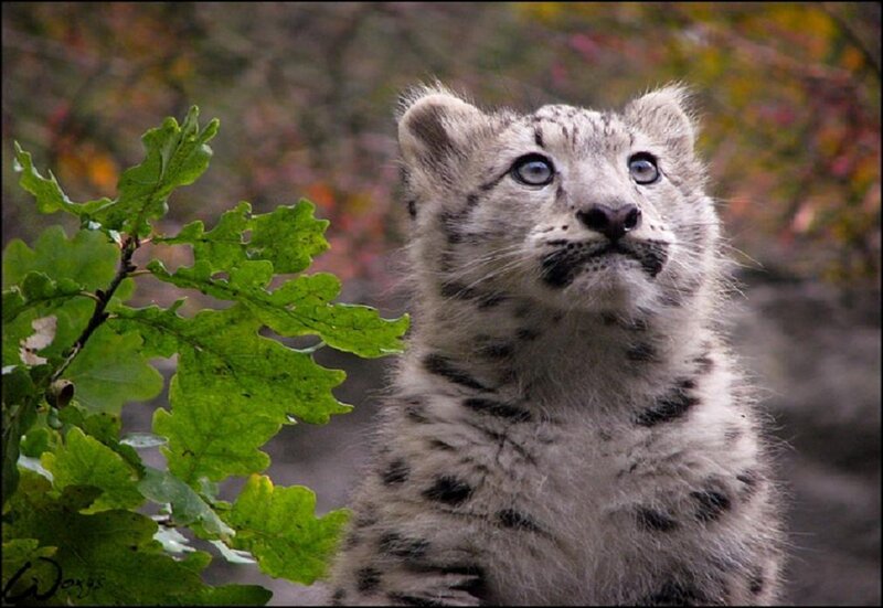 Snow Leopard Cub — White, Curious