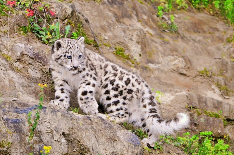 Snow Leopard Cub — White, Natural, Afternoon, Photograph
