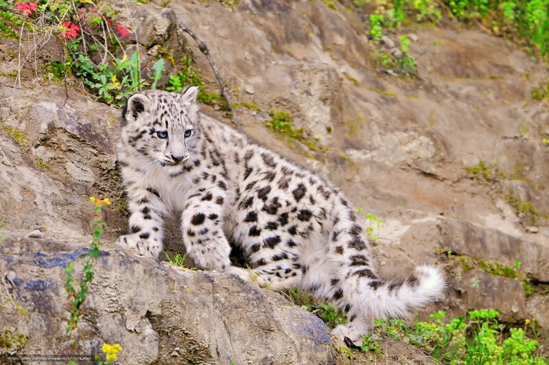 Snow Leopard Cub — White, Natural, Afternoon