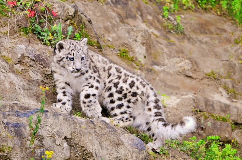 Snow Leopard Cub — White, Natural, Spring