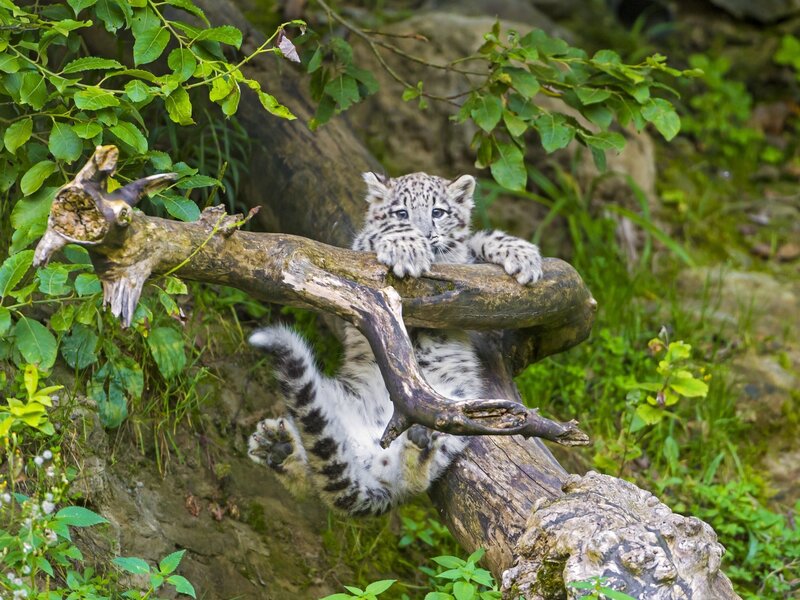 Snow Leopard Cub — White, Playful, Afternoon