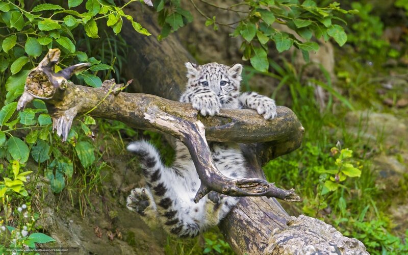 Snow Leopard Cub — White, Playful