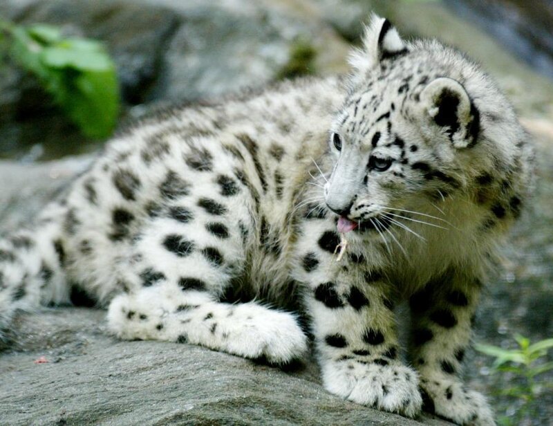 Snow Leopard Cub — White
