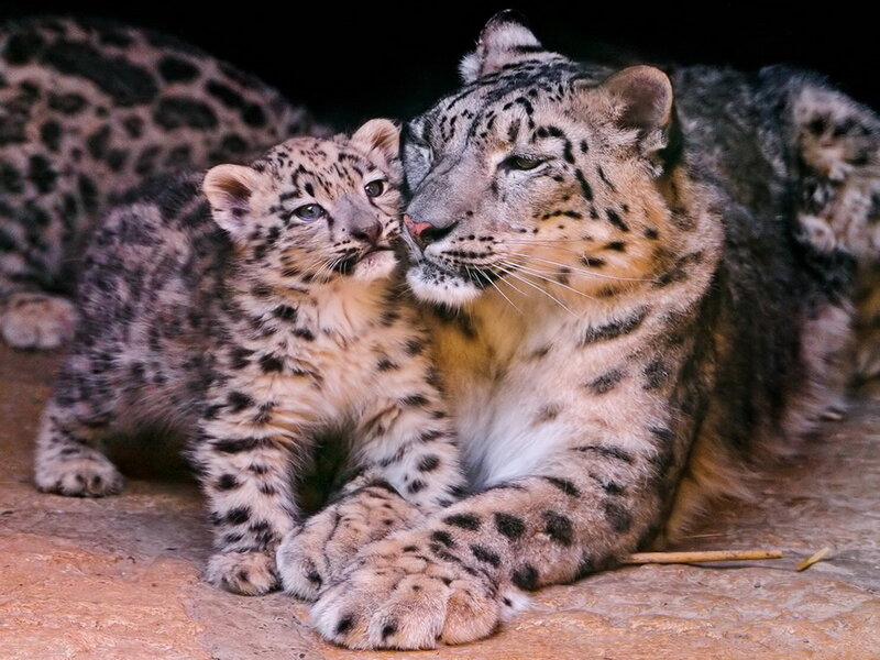 Snow Leopard Cub with Mother