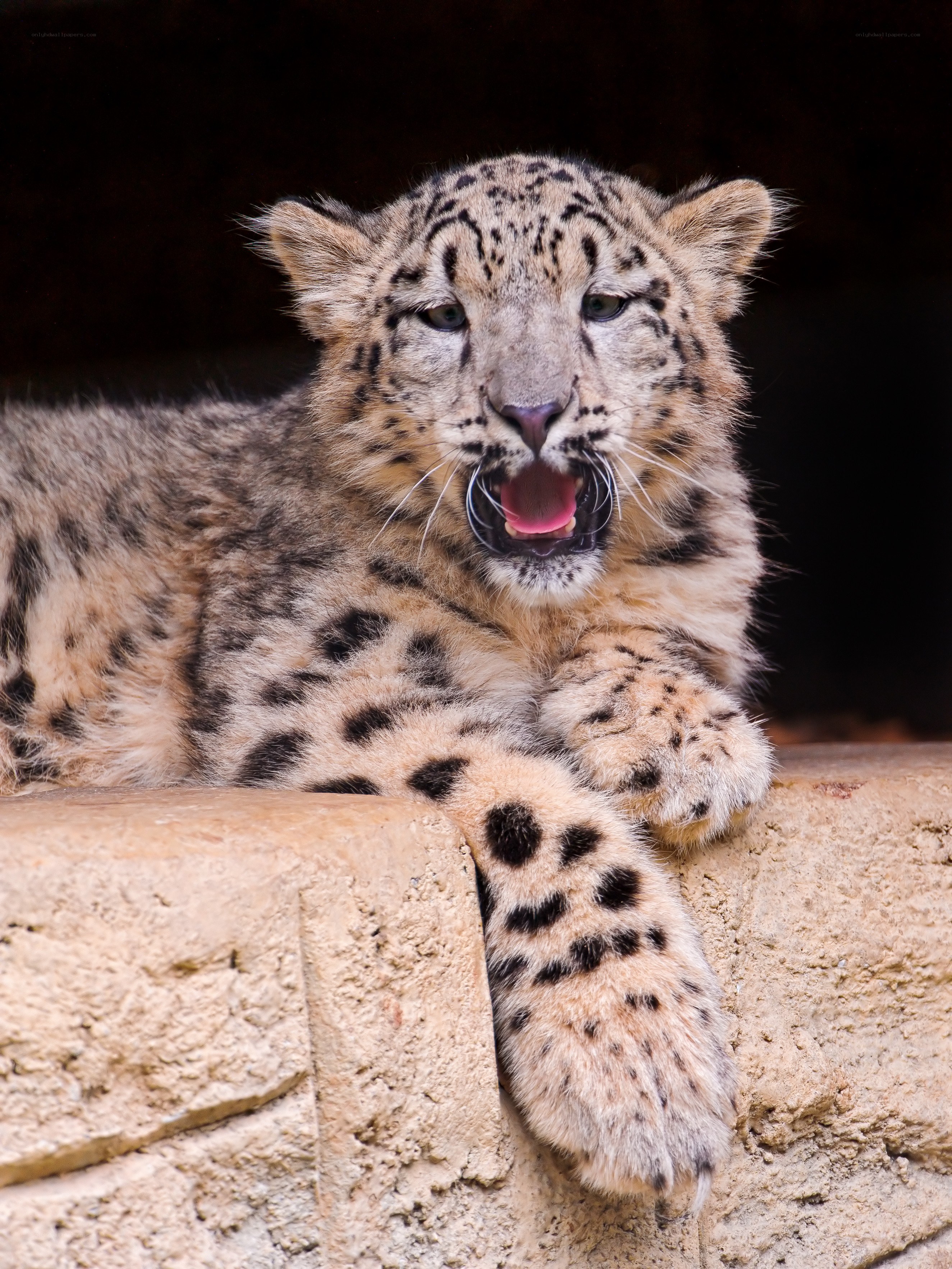 Snow leopard cub yawning