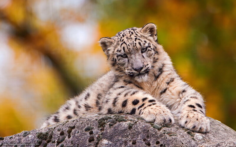 Snow Leopard Cub — Yellow, Calm