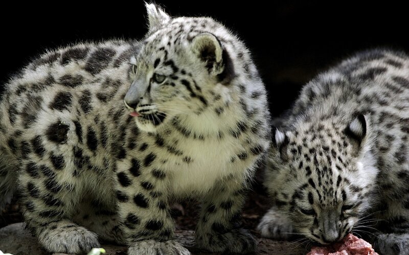 Snow leopard cubs eating