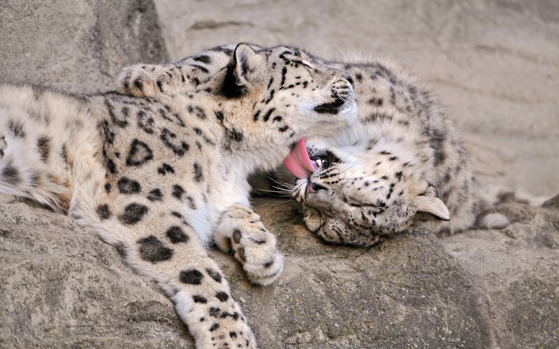 Snow Leopard Cubs — Gray, Calm, Photograph, Rocks