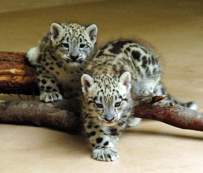 Snow Leopard Cubs — Gray, Calm, Photograph