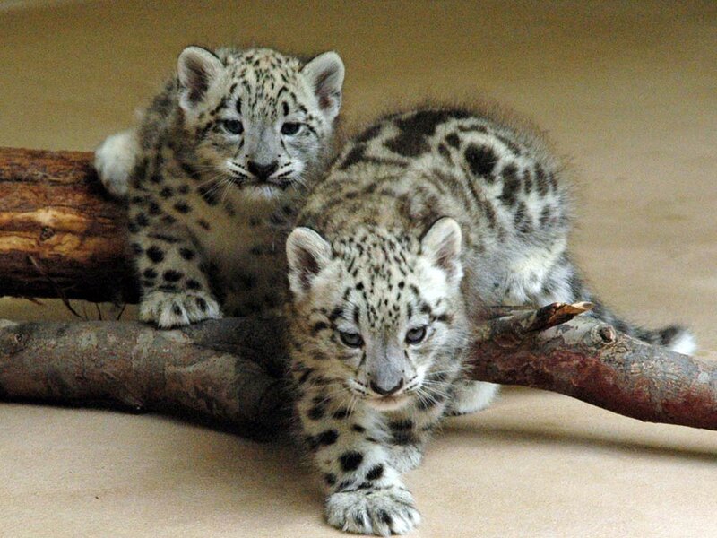 Snow Leopard Cubs — Gray, Calm