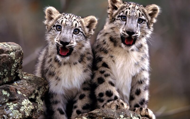 Snow Leopard Cubs — Gray, Curious, Photograph, Rocks
