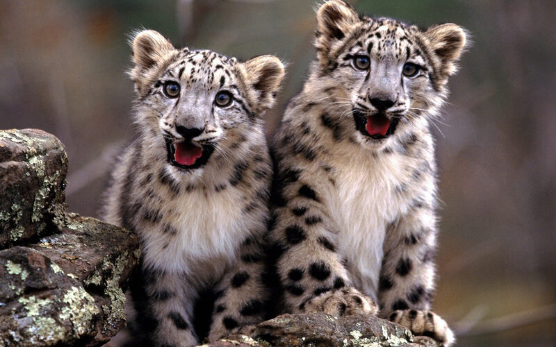 Snow Leopard Cubs — Gray, Curious