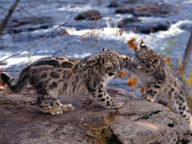 Snow Leopard Cubs — Gray, Natural, Autumn, Photograph, Rocks, River, Branches, White, Brown