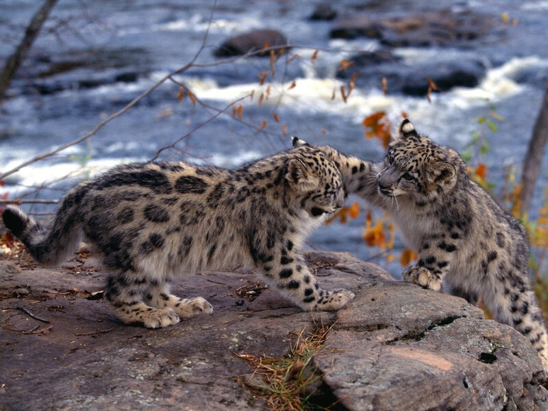 Snow Leopard Cubs — Gray, Natural, Autumn, Photograph, Rocks, River, Trees, White