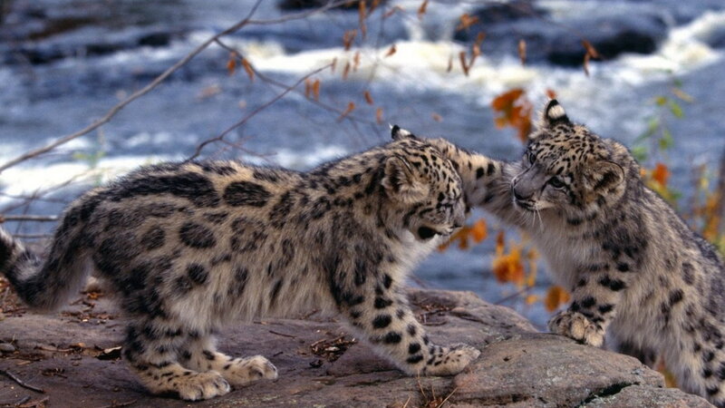 Snow Leopard Cubs — Gray, Playful, Autumn, Photograph