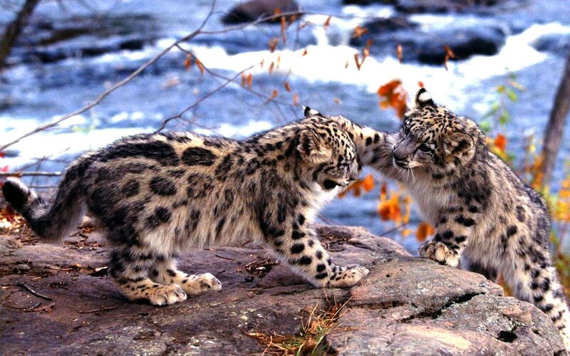 Snow Leopard Cubs — Gray, Playful, Autumn