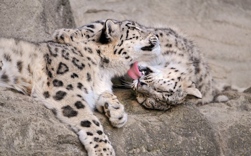Snow Leopard Cubs — Gray, Playful, Photograph, Rocks