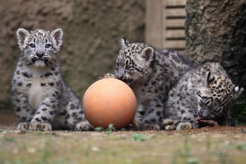 Snow Leopard Cubs — Gray, Playful, Photograph