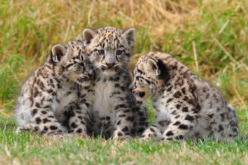 Snow Leopard Cubs — Green, Calm, Afternoon
