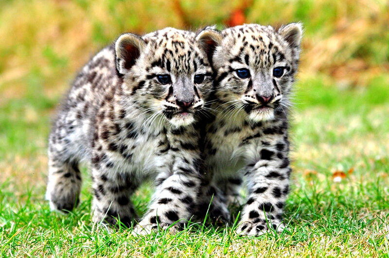 Snow Leopard Cubs — Green, Curious