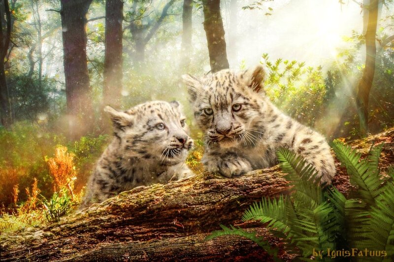 Snow Leopard Cubs — Green, Serene, Morning