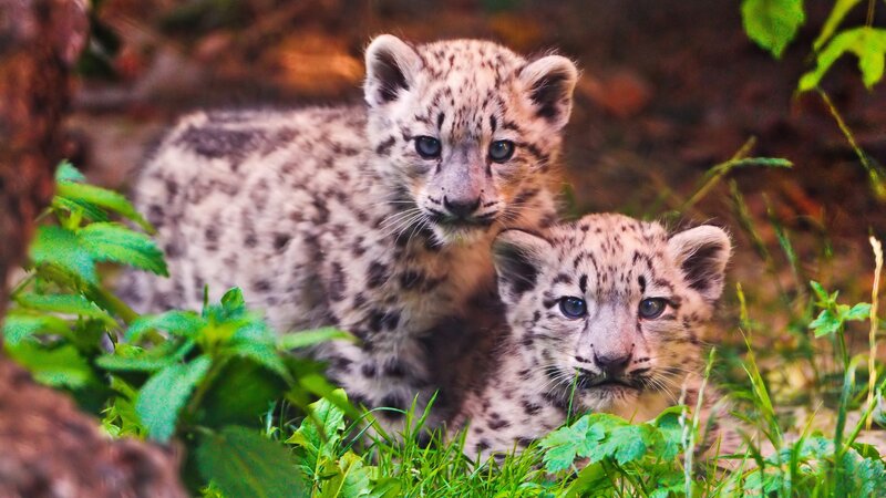 Snow Leopard Cubs — Green