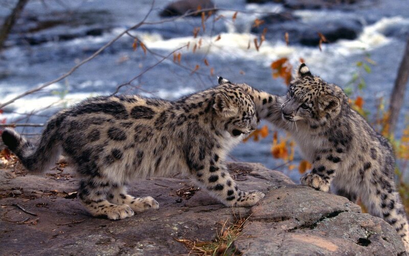 Snow Leopard Cubs — Natural