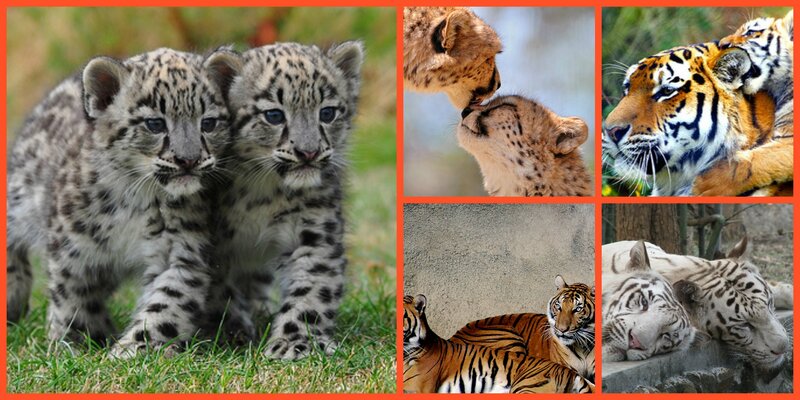 Snow Leopard Cubs — Orange