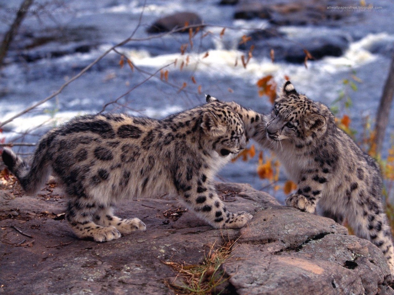 Snow leopard cubs playing