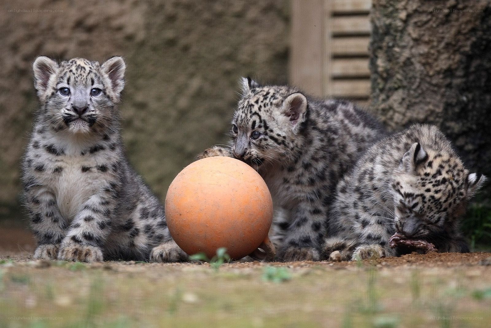 Snow leopard cubs playing with ball