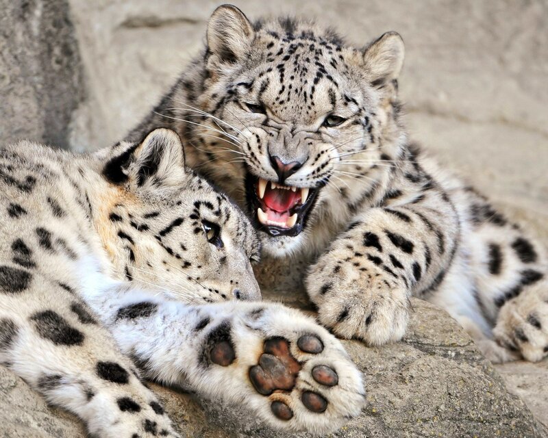 Snow Leopard Cubs — White, Alert