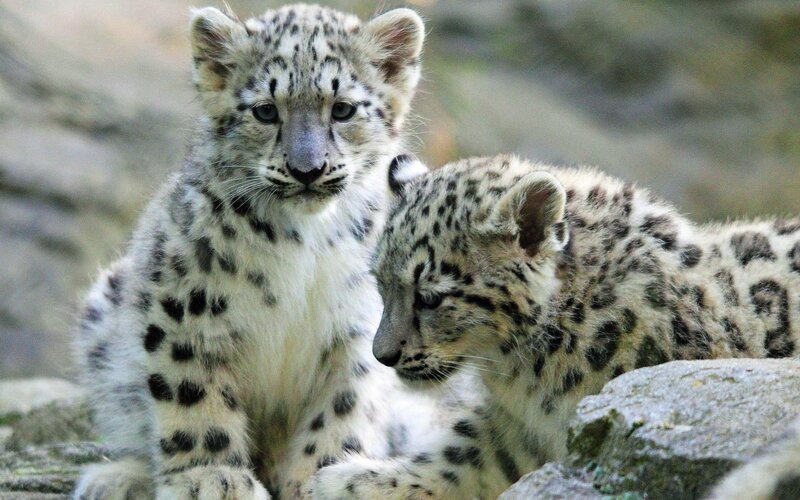 Snow Leopard Cubs — White, Calm, Photograph, Rocks