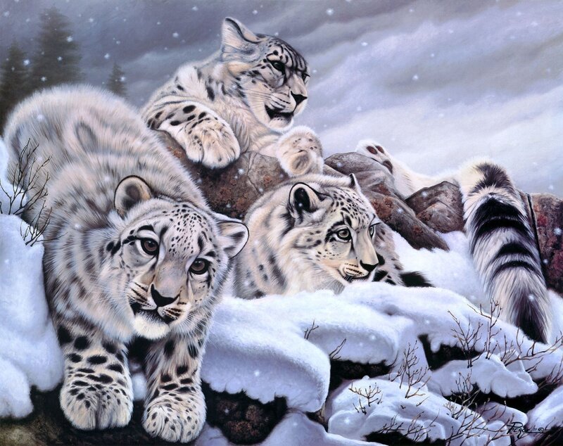 Snow Leopard Cubs — White, Cold