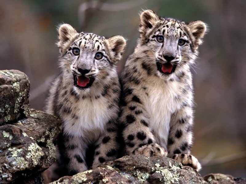 Snow Leopard Cubs — White, Curious, Photograph, Rocks, Forest, Gray