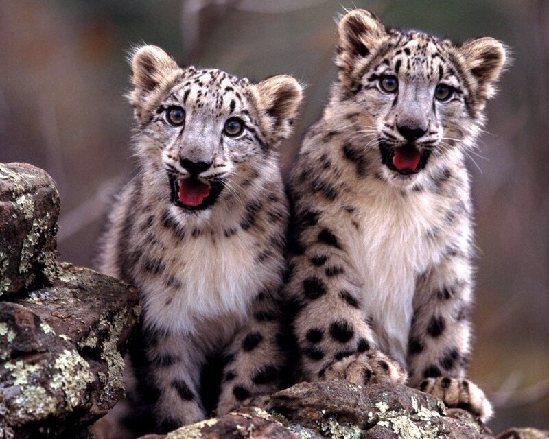 Snow Leopard Cubs — White, Curious, Photograph, Rocks, Open Mouths