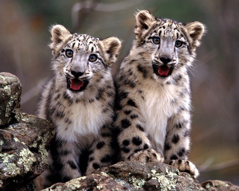 Snow Leopard Cubs — White, Curious