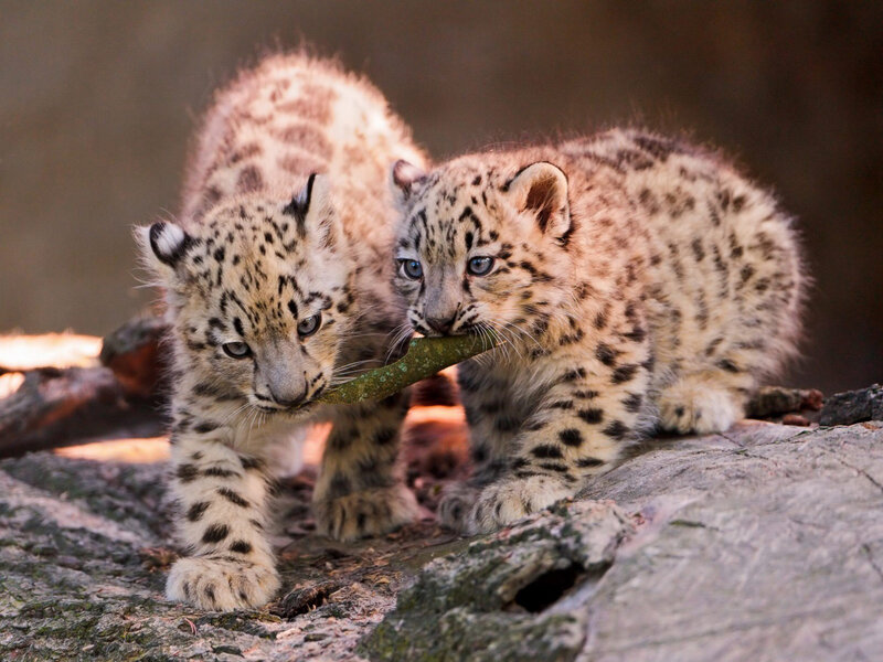 Snow Leopard Cubs — White, Playful, Afternoon