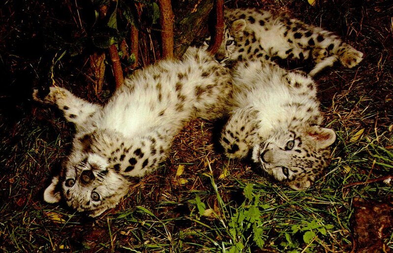 Snow Leopard Cubs — White, Playful, Photograph, Grass