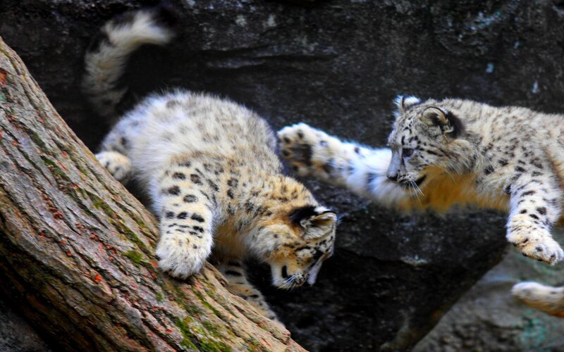 Snow Leopard Cubs — White, Playful, Photograph