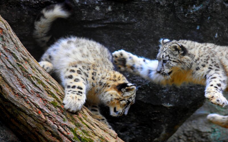 Snow Leopard Cubs — White, Playful