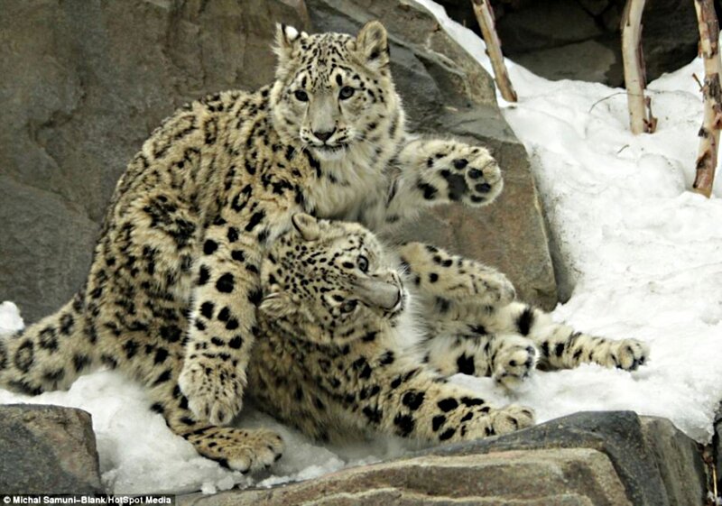 Snow Leopard Cubs — White, Playful, Winter