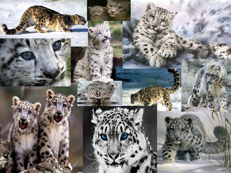 Snow Leopard Cubs — White