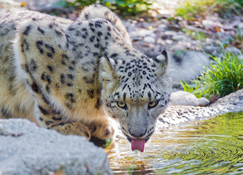 snow leopard drinking water